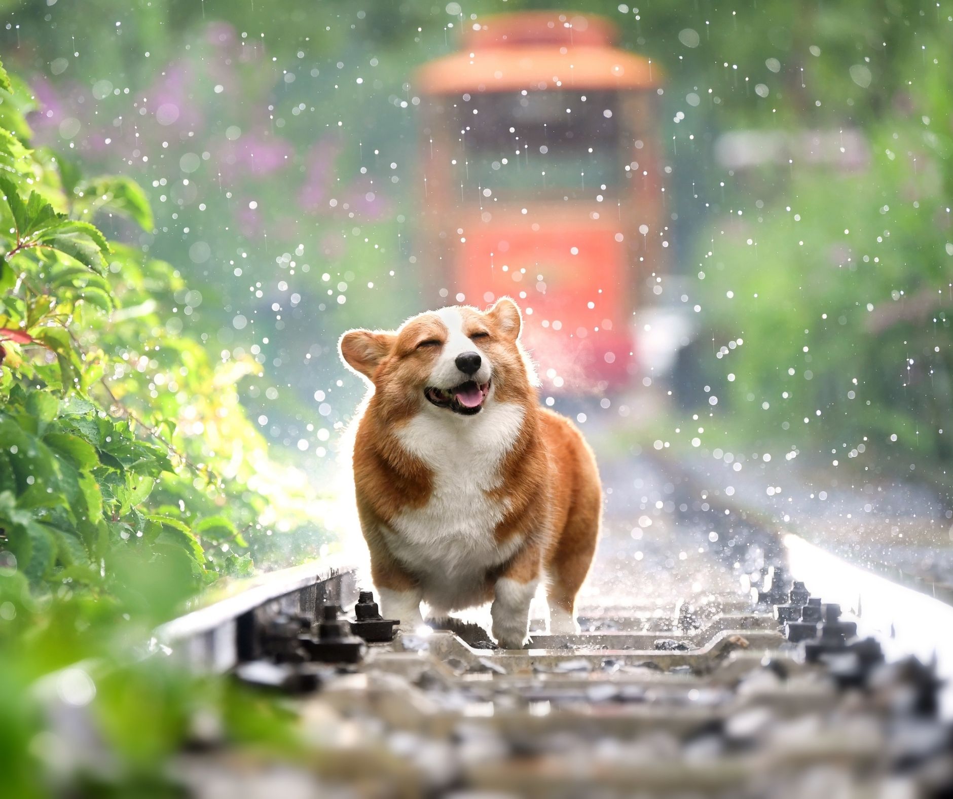 How Do You Bring Your Pet to Vietnam? Vietnammanual Consultancy